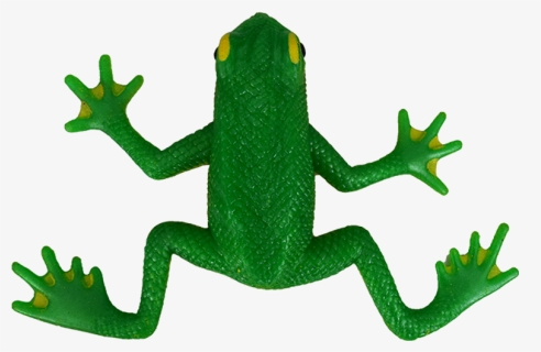 Custom Realistic Green Plastic Frog Toy Animal Frog - Green-eyed Tree Frog, HD Png Download, Free Download