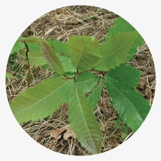 Planting - Scarlet Oak, HD Png Download, Free Download