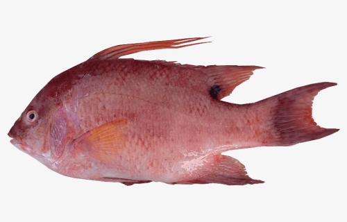 Pargo-gallo - Red Snapper, HD Png Download, Free Download