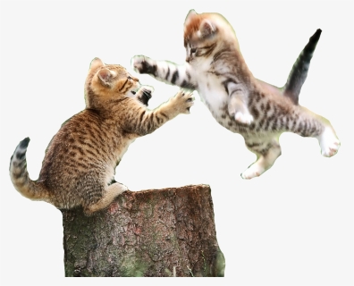 Fighting Cat Png Transparent, Png Download, Free Download