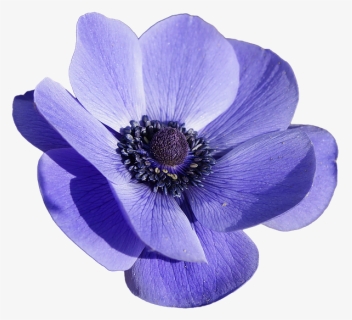 Anemone Flower Transparent, HD Png Download, Free Download