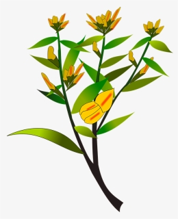 Heliconia, HD Png Download, Free Download