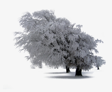 30 Snow Trees Png Photoshop Overlays, Backgrounds, - Snow Covered Landscape, Transparent Png, Free Download