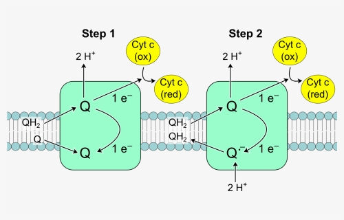 Complex Iii Reaction - Q Cycle In Complex 3, HD Png Download, Free Download