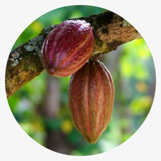 Cacao Png Image - Cacao Png, Transparent Png, Free Download