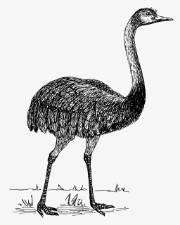 Transparent Ostrich Clipart - Emu Drawing Transparent, HD Png Download, Free Download