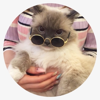 Cat With Glasses Aesthetic, HD Png Download, Free Download