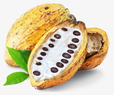 Transparent Cacao Png - White Cocoa Bean Pulp, Png Download, Free Download