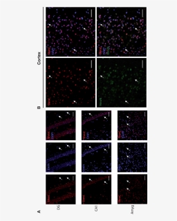 The 5hmc Is Preferentially Localized In Neurons Than - Night, HD Png Download, Free Download