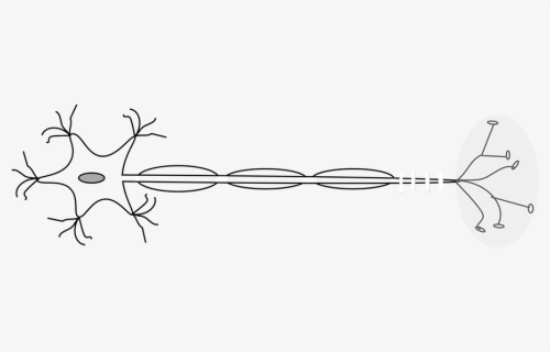 Black And White Neuron, HD Png Download, Free Download