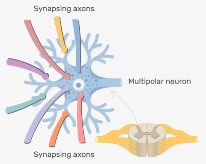 An Image Showing The Synapsing Axons On The Dendrites - Process Of Multipolar Neuron, HD Png Download, Free Download
