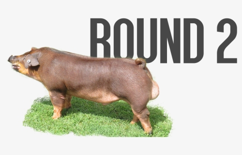 Round 2 - Pre Order - Overrun - Last Call - Domestic - Domestic Pig, HD Png Download, Free Download