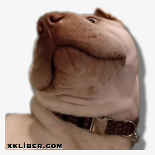 My Little Shar Peï Dog, Milo, In A Funny "wtf - Hippopotamus, HD Png Download, Free Download