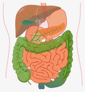 Digestive System Diagram Without Label, HD Png Download, Free Download