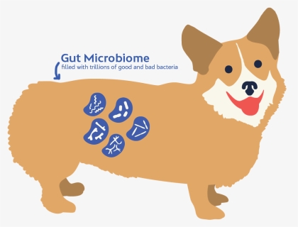 Dog Microbiome, HD Png Download, Free Download