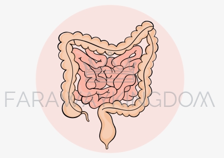 Intestines Png, Transparent Png, Free Download