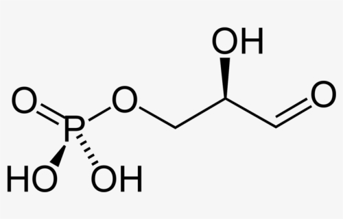 G3p 2d Skeletal - Glucosamine 1 Phosphate, HD Png Download, Free Download