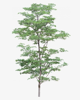 Now You Can Download Tree Icon Png - Trees Png, Transparent Png, Free Download