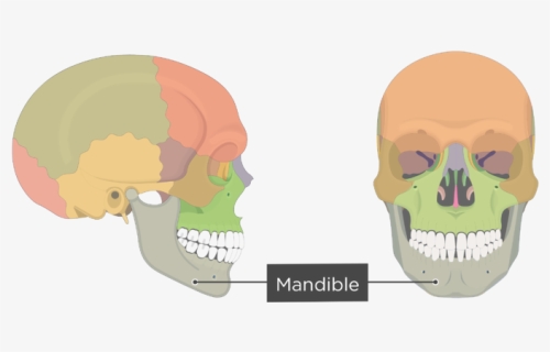 Mandible Bone - Overview - Colored - Mandible, HD Png Download, Free Download