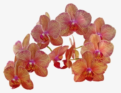 Transparent Orchid Flower Png - Orchids, Png Download, Free Download