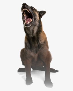 Learn Your Legal Options From Our Dog Bite Attorney - Dog Attack Png, Transparent Png, Free Download