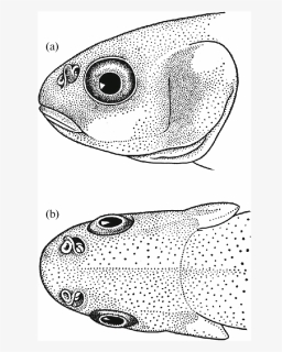 Pomacentridae, HD Png Download, Free Download