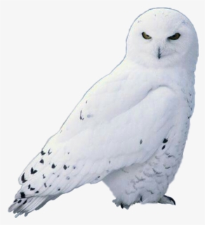 #owl #whiteowl #scowls - Snow Owl, HD Png Download, Free Download