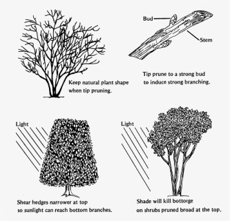 Easy And Safe Pruning - Cleyera Pruning, HD Png Download, Free Download