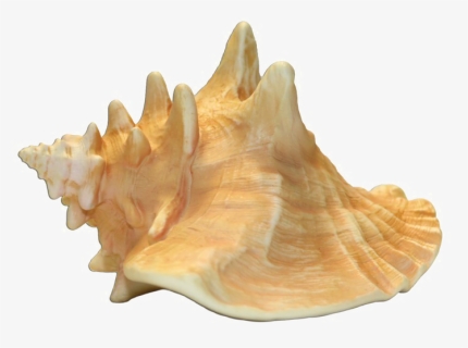 Conch Shell Transparent Image - Conch Shell Transparent Background, HD Png Download, Free Download
