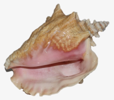 Conch-shell , Png Download - Shell, Transparent Png, Free Download