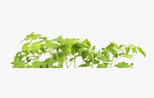 Vegetable Plant Png - Tree, Transparent Png, Free Download