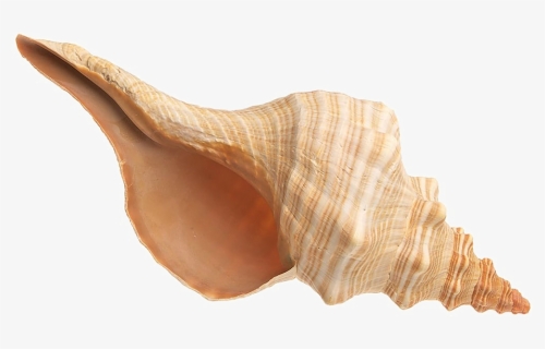 Conch Transparent Images - Shell, HD Png Download, Free Download