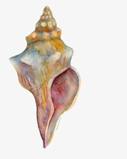 Conch Free Png Image - Watercolor Seashell, Transparent Png, Free Download