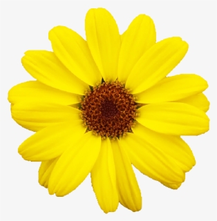 Field Marigold, HD Png Download, Free Download