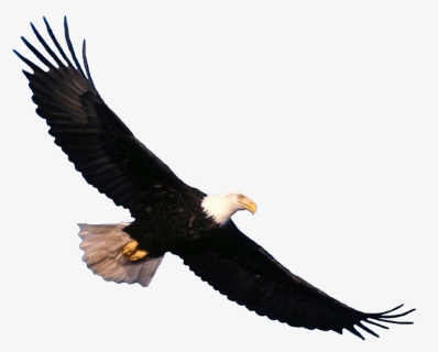 Bald Eagle Flying Png Image - Eagle Flying Transparent Background, Png Download, Free Download