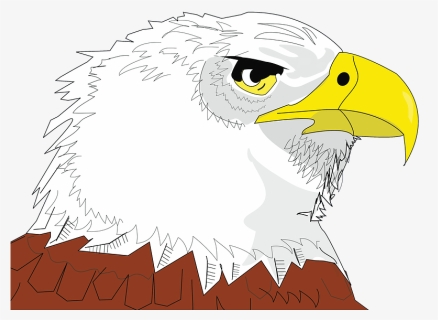Bald Eagle Face Clipart - Bald Eagle, HD Png Download, Free Download