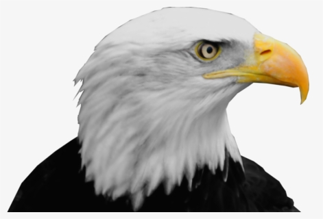Bald Eagle Png - Bald Eagle Head Png, Transparent Png, Free Download