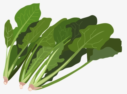 Spinach Vegetable Clipart - イラスト 無料 ほうれん草, HD Png Download, Free Download