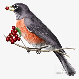 European Robin Png Clipart - Ct State Animals, Transparent Png, Free Download