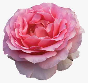 #flower #rose #tearose #beauty #pedals #freetoedit - Floribunda, HD Png Download, Free Download
