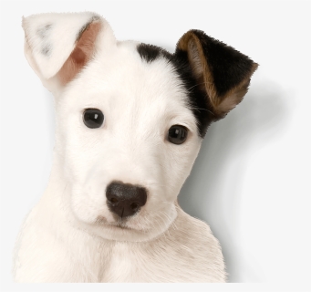 Jack Russell Terrier Free Png Image - Parsons Terrier Ouppy, Transparent Png, Free Download