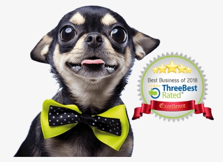 Chihuahua With Bow Tie, HD Png Download, Free Download