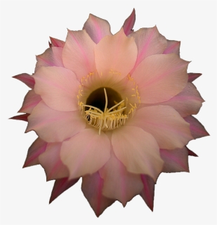 Pink Cactus Flower - Large-flowered Cactus, HD Png Download, Free Download