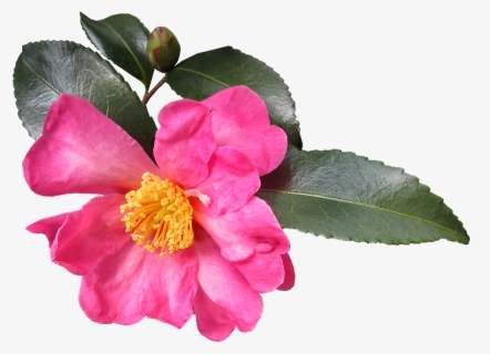 Camellia Sasanqua, HD Png Download, Free Download