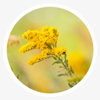 Tansy, HD Png Download, Free Download