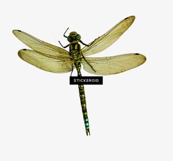 Net-winged Insects , Png Download - Transparent Dragon Fly, Png Download, Free Download