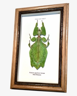 Wildwood Insects Framed Tropical Leaf Insect - Picture Frame, HD Png Download, Free Download