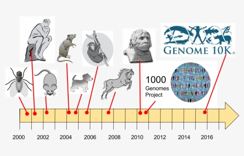 Genome Sequencing Of Organisms, HD Png Download, Free Download