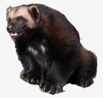 #wolverine #gulogulo #skunkbear - Wolverine, HD Png Download, Free Download
