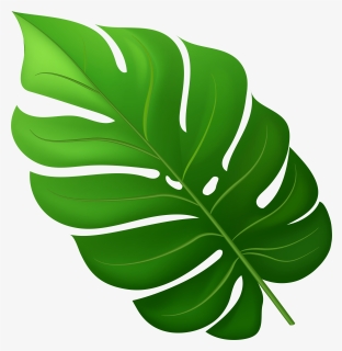 Tropical Leaf Png Clipart, Transparent Png, Free Download